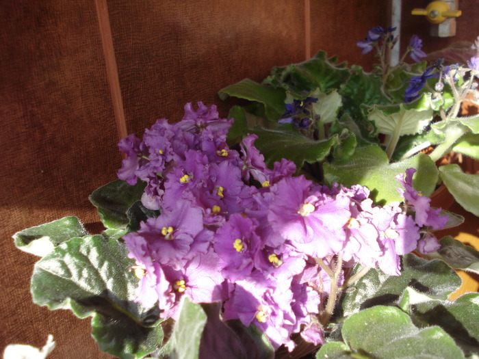 20.06.2010 - flori -violete diferite 2010