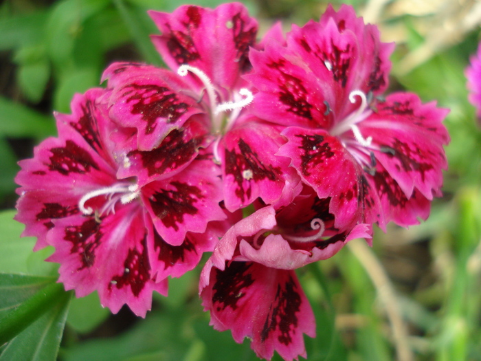 Dianthus chinensis (2010, June 16) - Dianthus Chinensis