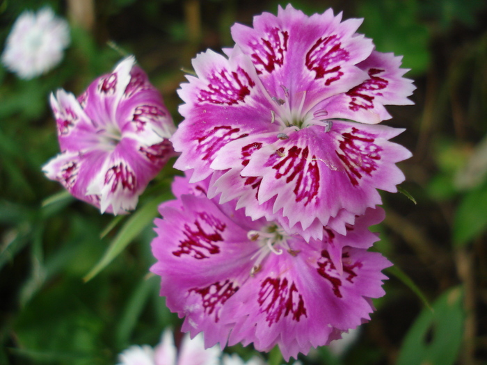 Dianthus chinensis (2010, June 16) - Dianthus Chinensis