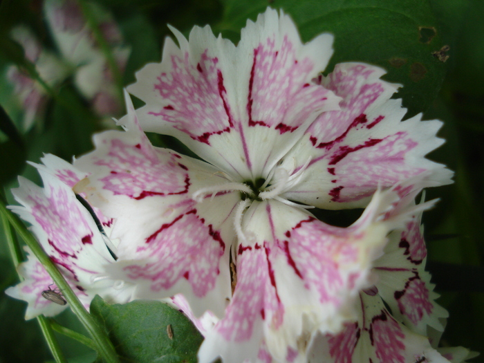 Dianthus chinensis (2010, June 16) - Dianthus Chinensis