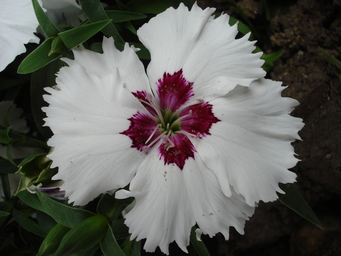 Dianthus chinensis (2010, June 20)