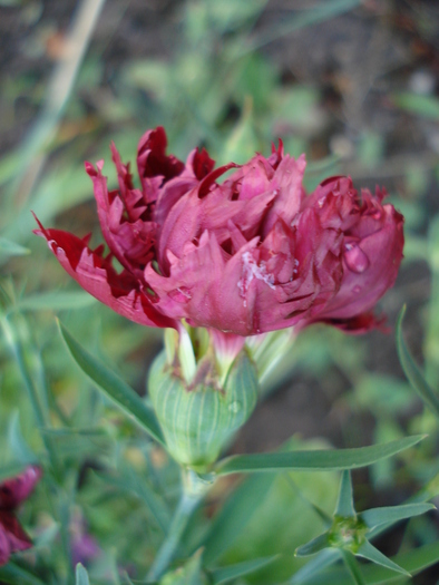 Dianthus Chabaud (2010, June 17) - Dianthus Chabaud