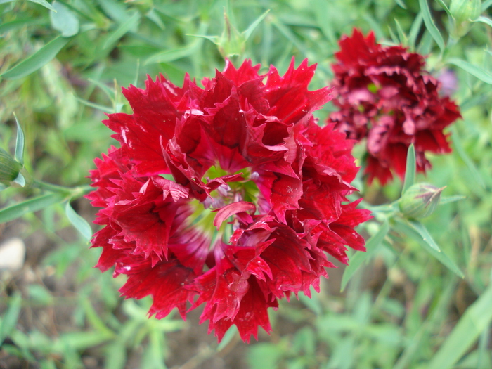 Dianthus Chabaud (2010, June 18) - Dianthus Chabaud