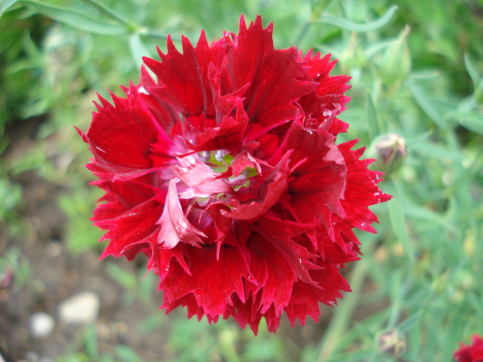 Dianthus Chabaud (2010, June 18) - Dianthus Chabaud