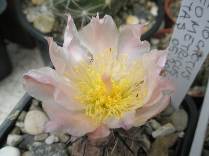 Tephrocactus geometricus - floare 20.06 - Tephrocactus
