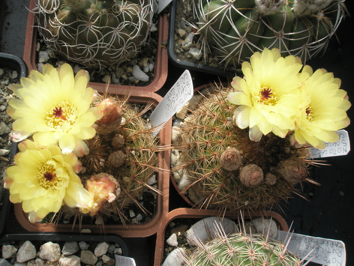 Notocactus schlosserii - 19.06