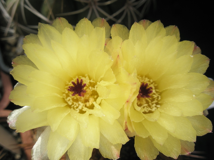 Notocactus schlosserii - flori 19.06 - Notocactus