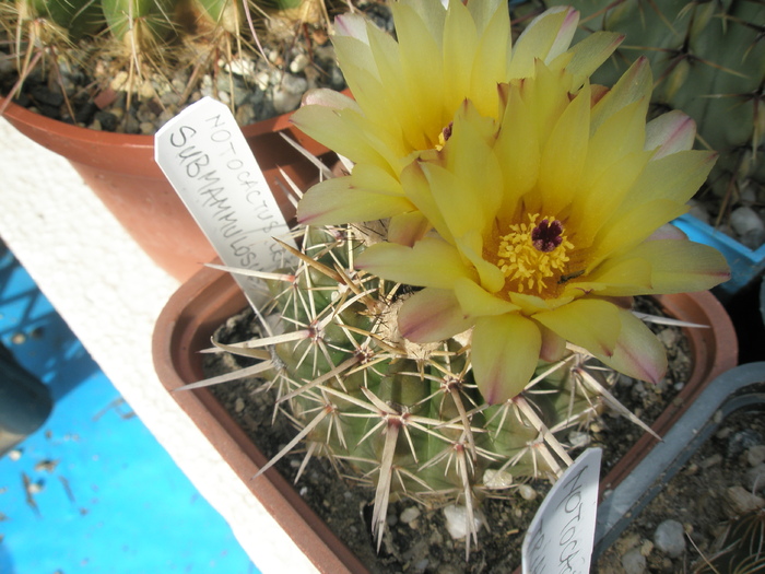 Notocactus submamulosus - 19.06 - Notocactus