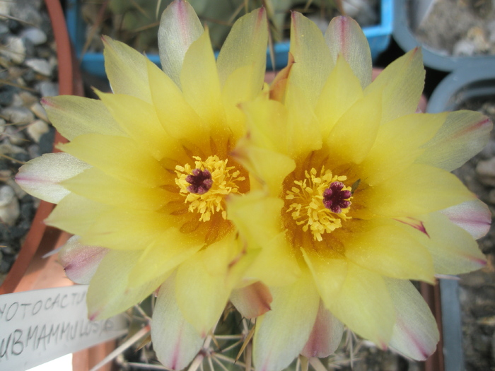 Notocactus submamulosus - flori - Notocactus