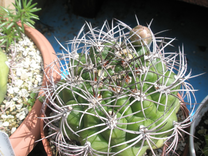 Gymnocalycium saglionis mic - boboc - Gymnocalycium