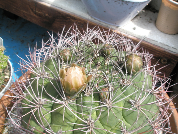 Gymnocalycium saglionis mare - boboc - Gymnocalycium