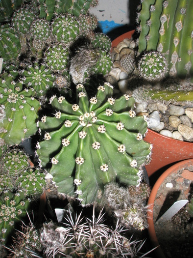 Echinopsis eyressi - 18.06