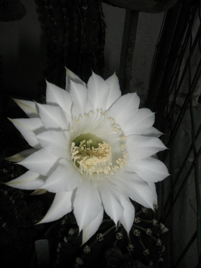 Echinopsis  - floare - Echinopsis