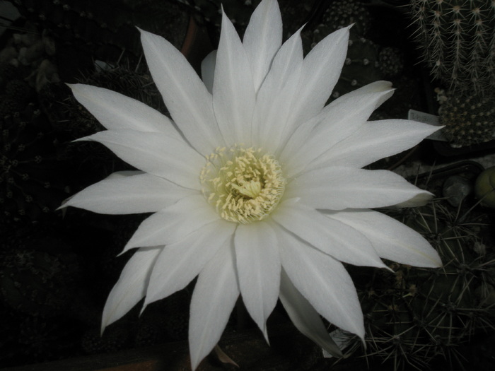 Echinopsis subdenudatum - floare - Echinopsis