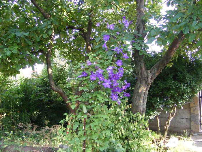 Clematita - Flori si alte chestii 2010