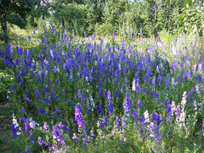 Lan de nemtisori - Flori si alte chestii 2010