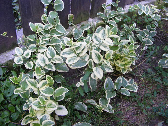 Vinca variegata - Flori si alte chestii 2010