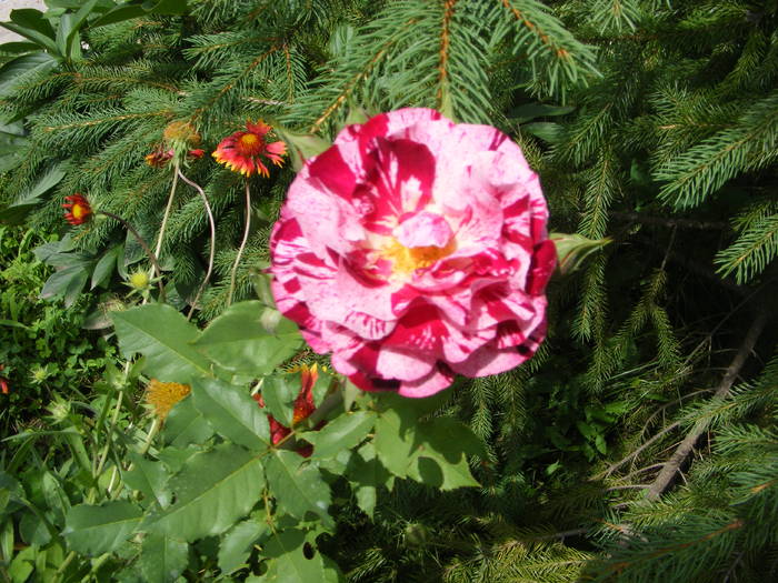 Trandafir - Flori si alte chestii 2010