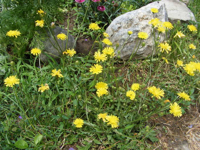 Balarie - Flori si alte chestii 2010