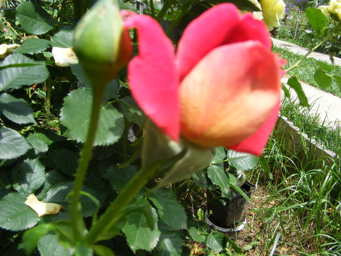 Boboc de trandafir - Flori si alte chestii 2010