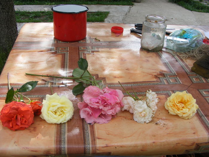 Trandafiri pusi la prins - Flori si alte chestii 2010