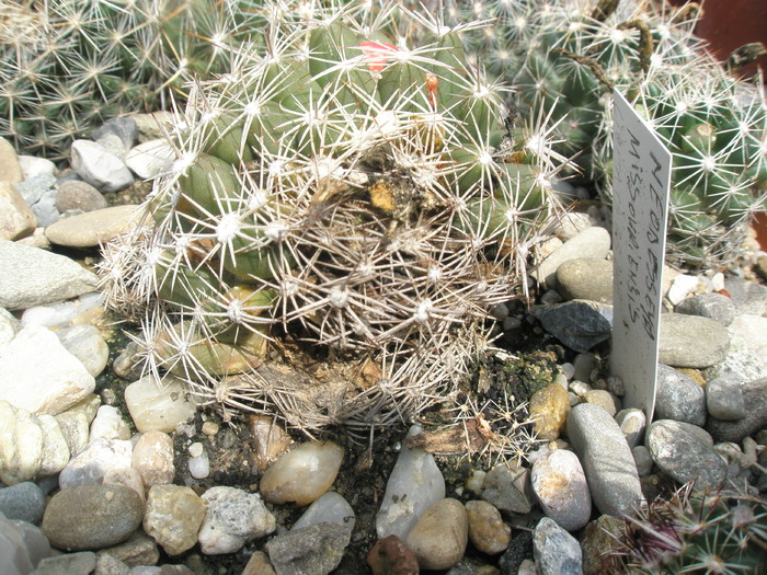 Escobaria missouriensis cu rana mare - Plante de EXTERIOR