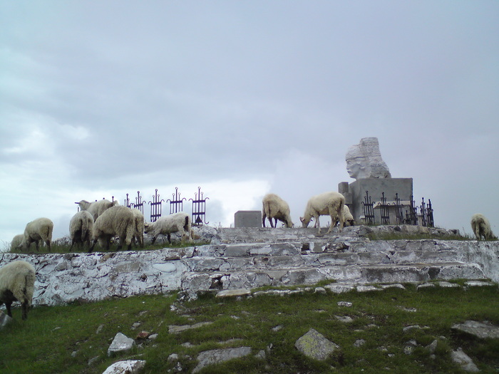 oi la pasune pe Muntele Gaina