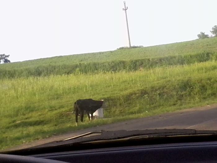 Fotografie2389 - NATURA