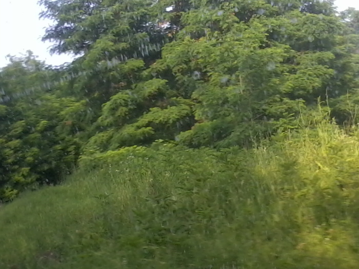 Fotografie2401 - NATURA