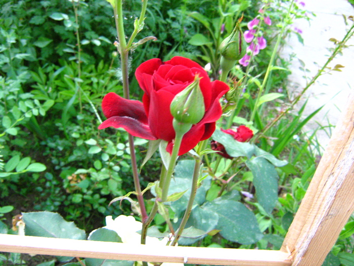 IMG_1763 - trandafiri 2010
