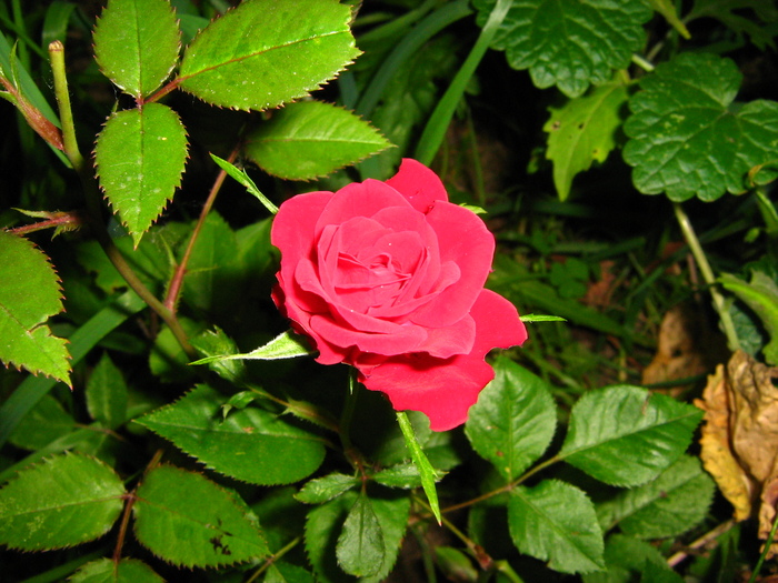 IMG_1767 - trandafiri 2010