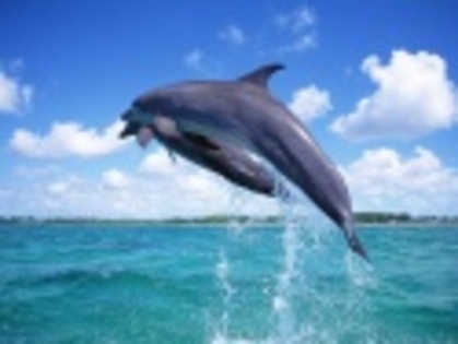 Alta saritura - Delfini