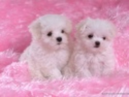 dog_pink