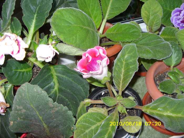gloxi rosie