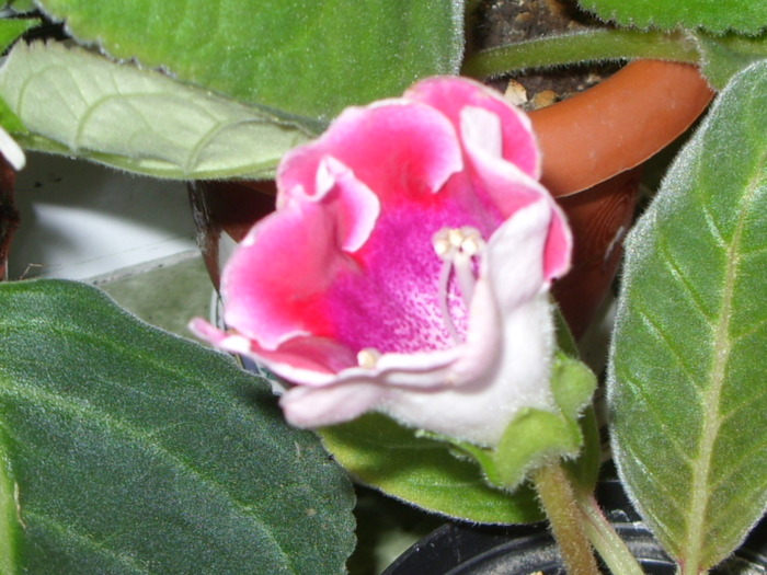 gloxi rosie