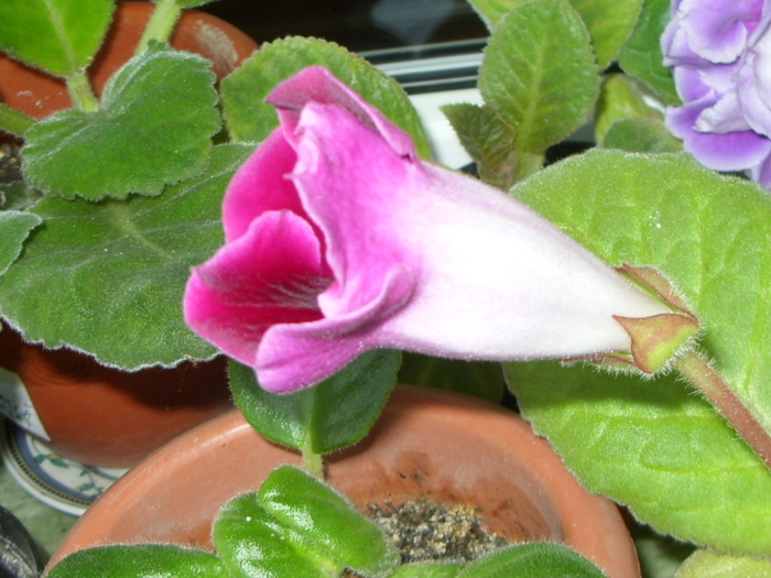 gloxi violetadeparma