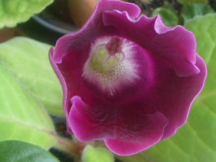 gloxi violetadeparma-superba culoare!
