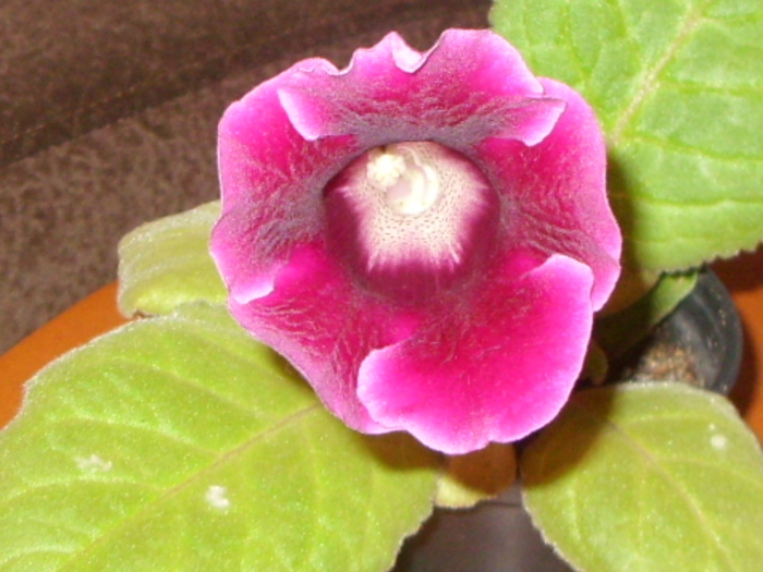 gloxi mov violetadeparma!