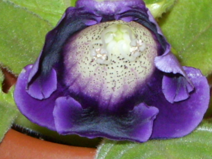 SDC13583 - FLORI 2010