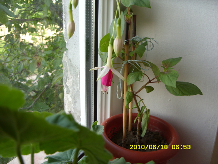 cercelusi alb cu mov