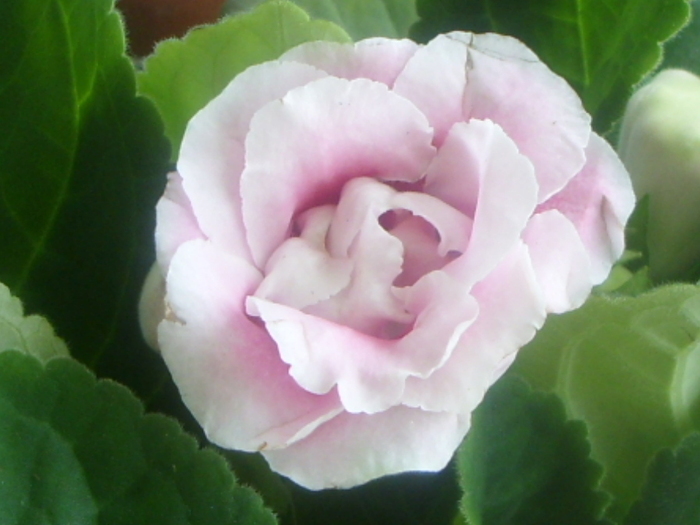 roz cu alb dubla