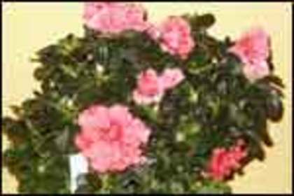 azalee - Flori frumoase