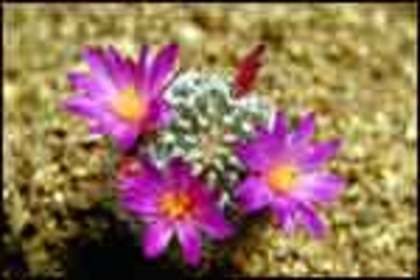 cactus - Flori frumoase