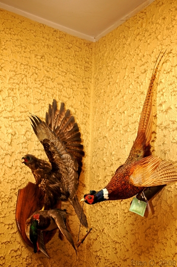  - E TROFEE Vanatoresti - TAXIDERMIE