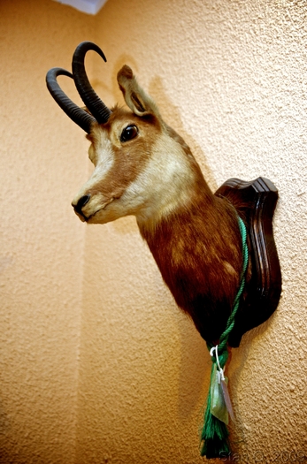 TROFEU - E TROFEE Vanatoresti - TAXIDERMIE