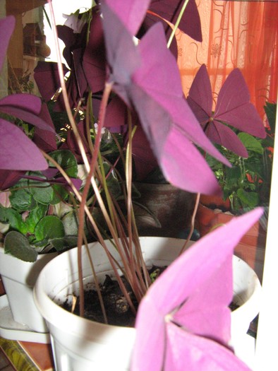 flori 035; oxalis primit ca bulb
