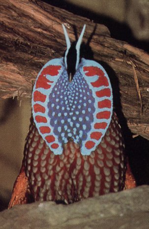 TemminkTragopan; In perioada imperecherii.
