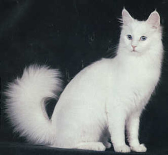 angora - Rasa mea preferata de pisica