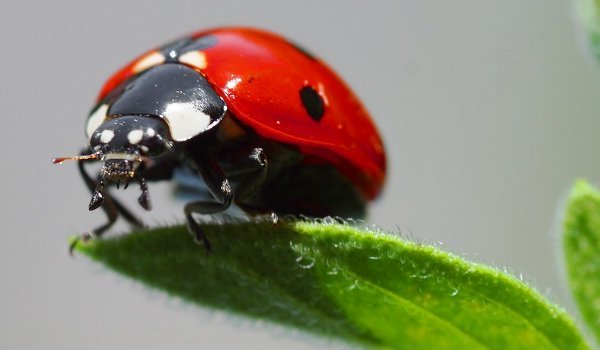 buburuza - Lumea Insectelor