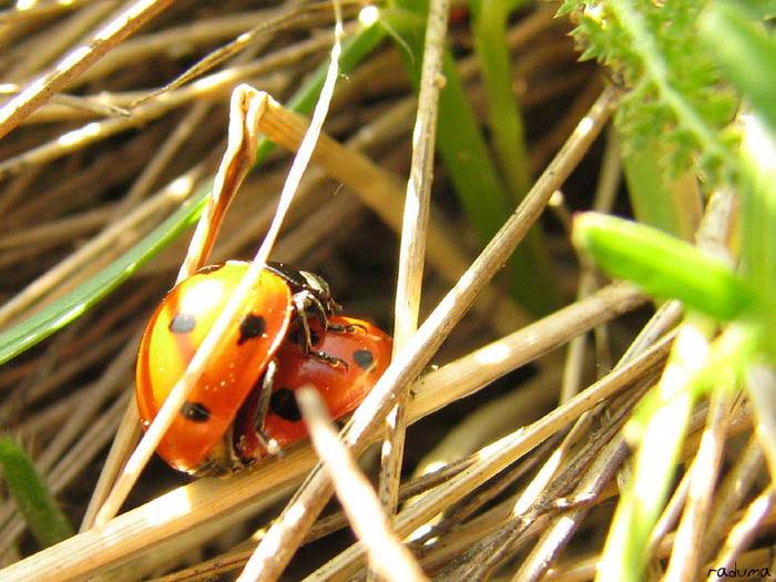 coccinella-septempunctata - Lumea Insectelor